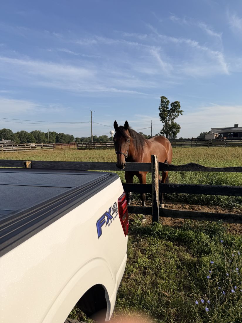 A horse at the fence by the truck